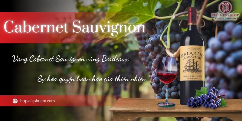 Rượu Vang Cabernet Sauvignon: 05 Bước Sản Xuất Từ Đặc Biệt Từ Pháp